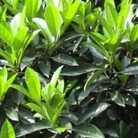 湖南綠化苗木花木法國(guó)冬青湖南瀏陽(yáng)花木苗木法國(guó)冬青河南四季紅苗