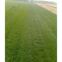 河北草坪|草坪基地
