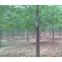 供應(yīng)各種規(guī)格的銀杏樹，銀杏盆景