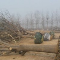 國(guó)槐價(jià)格