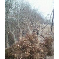 棗樹(shù)苗價(jià)格