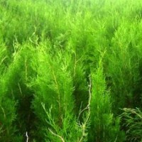 1.2米側(cè)柏多少錢一棵