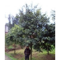 小葉榕供應(yīng)