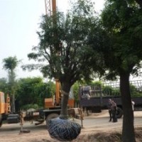 大皂莢 （皂角樹(shù)） 熱銷中