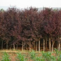 供應(yīng)：國(guó)槐、欒樹(shù)、合歡、青桐、白臘、大葉女貞、垂柳