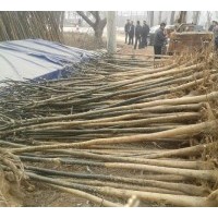 裸根定桿國(guó)槐6-12公分國(guó)槐樹(shù)，一級(jí)國(guó)槐樹(shù)價(jià)格