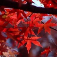 供應1-2公分五角楓，3-5公分五角楓。