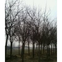出售各種綠化苗木白蠟,國槐,速生柳