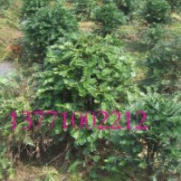 紅豆集團(tuán)直銷精品南方紅豆杉景觀樹，籽播苗，成活率高，規(guī)格齊全