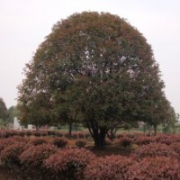 桂花樹|八月桂|湖南桂花樹價格