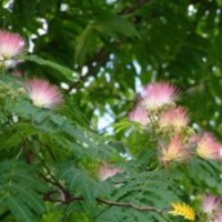 大量出售合歡樹(shù)苗批發(fā)合歡樹(shù)苗紅花合歡苗理想綠化苗木