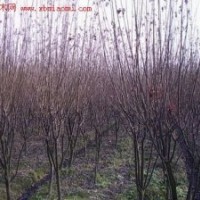 紅葉李，紫葉李，百日紅