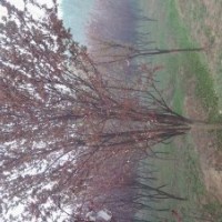 紫葉李10、11CM胸徑