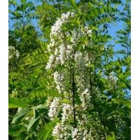 供應(yīng)：速生國槐，香花槐，刺槐，龍爪槐，黃金槐