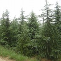 雪松 山東雪松 泰安雪松 雪松價(jià)格