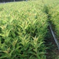 2年生紅王子錦帶批發(fā)