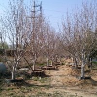 供應(yīng)15公分八棱海棠架植樹；成活率高