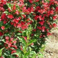 紅王子錦帶小苗批發(fā)