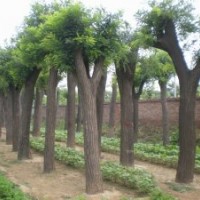 國(guó)槐 國(guó)槐價(jià)格 速生國(guó)槐 國(guó)槐苗 國(guó)槐基地 國(guó)槐圖片