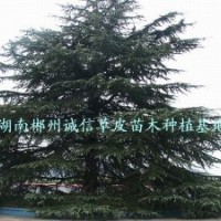 綠化苗木 工程用樹(shù)雪松,綠化苗木, 工程用樹(shù)