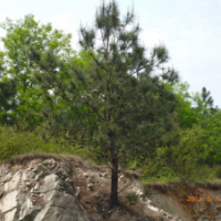 出售綠化苗木馬尾松 楓楊 草坪