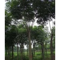 供應(yīng)欒樹