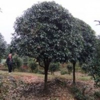 主營產(chǎn)品：自產(chǎn)自銷,價格合理,大量供應(yīng)竹柏苗芽苗，銀杏,紅楓芽