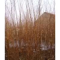 出售二年生榆樹苗10000棵 2米高