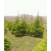 大量銷售蒙古櫟