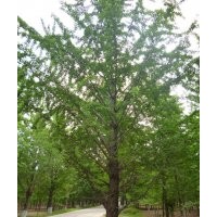 供應20-40公分銀杏大樹