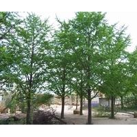 本基地長(zhǎng)期供應(yīng)各種規(guī)格銀杏樹