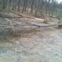 河北速生國槐，大量供應(yīng)各種規(guī)格優(yōu)質(zhì)國槐