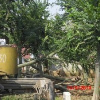 供應樸樹 價格 培植易成活