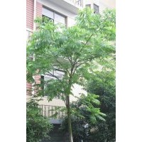 供應(yīng)38公分皂莢樹