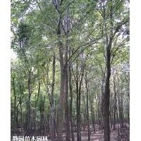供應(yīng)法桐，國槐，白蠟各型號長期有貨;歡迎現(xiàn)場來購