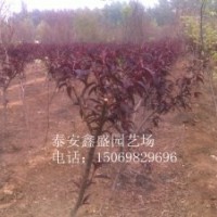 紅葉碧桃-優(yōu)質(zhì)紅葉碧桃-優(yōu)質(zhì)綠化苗