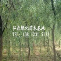 供應(yīng)垂柳樹 垂柳苗 垂柳價(jià)格 垂柳苗圃
