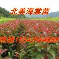 亞當(dāng)海棠苗，王族海棠苗，紅寶石海棠苗