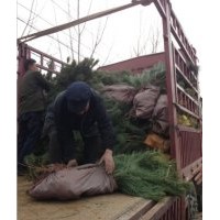 黑松,側(cè)柏苗子,黑松苗子