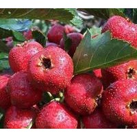 山楂 櫻桃 杏 桃 蘋果 柿子 棗 鈣果 青皮核桃