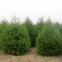 1米占地白皮松、2米占地白皮松、3米占地白皮松、4米占地白皮松