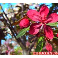 大葉北美海棠、花葉北美海棠、紅寶石海棠、高原之火海棠