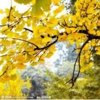 銀杏之鄉(xiāng)，邳州銀杏，銀杏價格