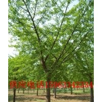 供應(yīng)各種規(guī)格銀杏樹，側(cè)柏，黑松