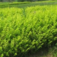 常年供應(yīng)大葉黃楊瓜子黃楊金葉女貞衛(wèi)矛