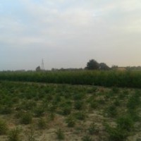 三年生容器袋油松，1米營養(yǎng)缽油松，1.8米裸根油松出售