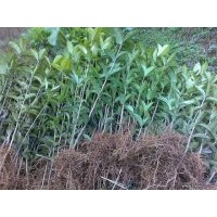 余慶縣大量供應(yīng)8月桂花苗