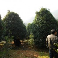 批發(fā)福建紅花丹桂