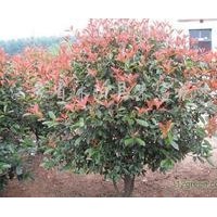 新品種紅葉石楠系列 蜀檜,廣玉蘭,法桐