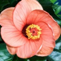 木槿，潢川木槿，潢川木槿報(bào)價(jià)